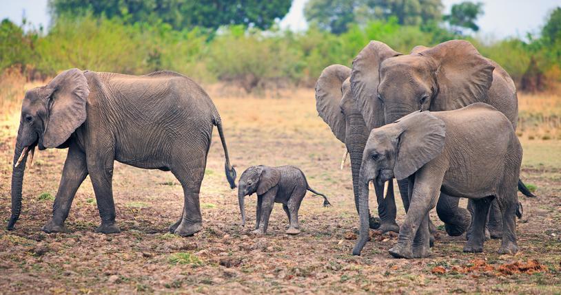 Hundreds of Elephant Families to Be Killed – Animal Groups Worldwide Ask for Help